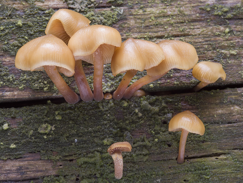 Kuehneromyces lignicola